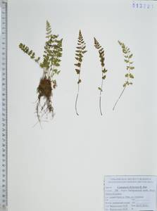 Пузырник Дайка R.Sim, Сибирь, Дальний Восток (S6) (Россия)