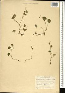 Щитолистник ветвецветковый Maxim., Кавказ, Грузия (K4) (Грузия)