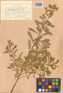 Молочай острый L., Сибирь, Дальний Восток (S6) (Россия)