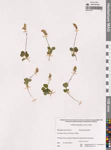 Ортилия однобокая (L.) House, Сибирь, Чукотка и Камчатка (S7) (Россия)