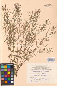 Epilobium adenocaulon × roseum, Восточная Европа, Московская область и Москва (E4a) (Россия)