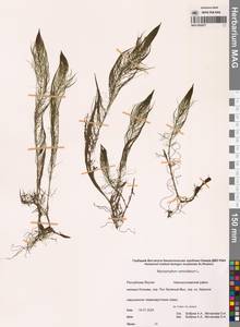 Уруть мутовчатая L., Сибирь, Якутия (S5) (Россия)