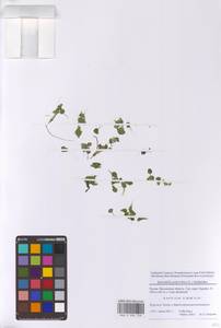 Многокоренник обыкновенный (L.) Schleid., Восточная Европа, Московская область и Москва (E4a) (Россия)