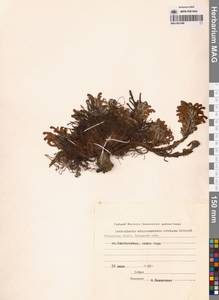 Мытник лисохвостый Steven ex Spreng., Сибирь, Чукотка и Камчатка (S7) (Россия)