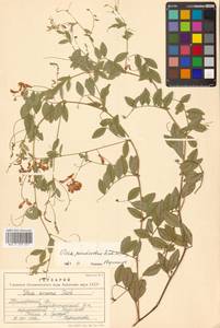 Горошек лжесочевниковый Fisch. & C.A.Mey., Сибирь, Дальний Восток (S6) (Россия)