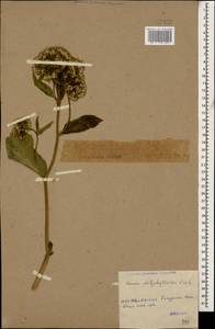 Caucasalia pontica (K. Koch) Greuter, Кавказ, Грузия (K4) (Грузия)