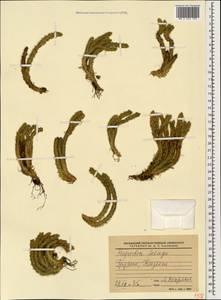 Баранец обыкновенный (L.) Bernh., Кавказ, Грузия (K4) (Грузия)