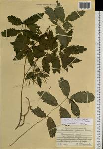 Сердечник крупнолистный Willd., Сибирь, Дальний Восток (S6) (Россия)