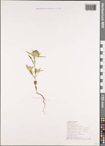 Зизифора головчатая L., Кавказ, Черноморское побережье (от Новороссийска до Адлера) (K3) (Россия)