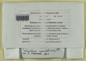 Psilopilum cavifolium (Wilson) I. Hagen, Гербарий мохообразных, Мхи - Красноярский край, Тыва и Хакасия (B17) (Россия)