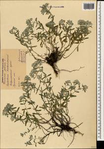 Дубровник белый, Дубровник беловойлочный L., Кавказ, Ставропольский край, Карачаево-Черкесия, Кабардино-Балкария (K1b) (Россия)