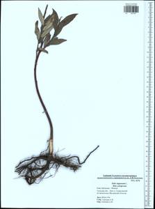 Ива лопарская L., Восточная Европа, Центральный район (E4) (Россия)