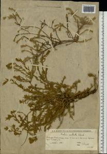 Бассия простертая (L.) Beck, Восточная Европа, Нижневолжский район (E9) (Россия)