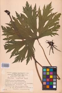 Борец северный Koelle, Восточная Европа, Восточный район (E10) (Россия)