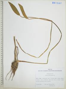 Частуха восточная (Sam.) Sam., Сибирь, Дальний Восток (S6) (Россия)