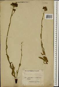 Pilosella echioides subsp. echioides, Кавказ, Армения (K5) (Армения)