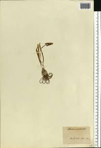 Мышиный гиацинт незамеченный Guss. ex Ten., Восточная Европа, Северо-Украинский район (E11) (Украина)