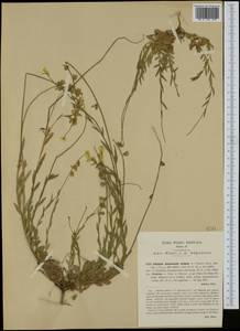Polygala flavescens subsp. pisaurensis (Caldesi) Arcang., Западная Европа (EUR) (Италия)