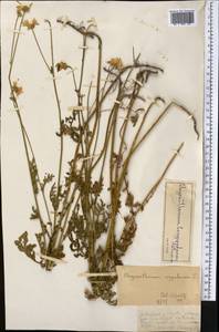 Tanacetum corymbiforme (Tzvelev) K. Bremer & Humphries, Средняя Азия и Казахстан, Джунгарский Алатау и Тарбагатай (M5) (Казахстан)