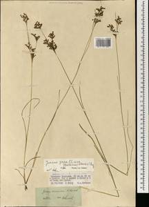 Ситник орхонский Novikov, Монголия (MONG) (Монголия)