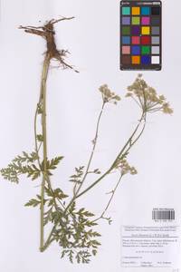 Жабрица порезниковая (L.) W.D.J.Koch, Восточная Европа, Московская область и Москва (E4a) (Россия)