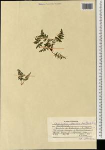 Oeosporangium pteridioides subsp. pteridioides, Зарубежная Азия (ASIA) (Афганистан)