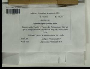 Hypnum cupressiforme Hedw., Гербарий мохообразных, Мхи - Красноярский край, Тыва и Хакасия (B17) (Россия)