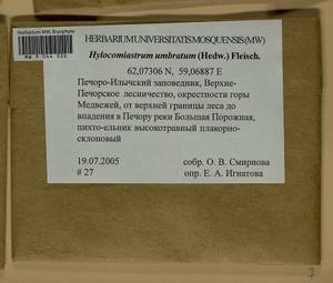 Hylocomiastrum umbratum (Hedw.) M. Fleisch. ex Broth., Гербарий мохообразных, Мхи - Архангельская и Вологодская области, Коми, Ненецкий АО (B7) (Россия)