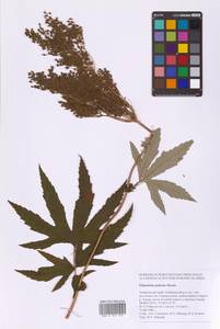 Filipendula digitata (Willd.) Bergmans, Сибирь, Дальний Восток (S6) (Россия)