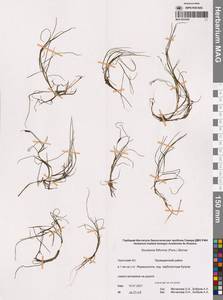 Штукения нитевидная, Рдест нитевидный (Pers.) Börner, Сибирь, Чукотка и Камчатка (S7) (Россия)