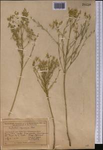 Молочай Сегье Neck., Средняя Азия и Казахстан, Муюнкумы, Прибалхашье и Бетпак-Дала (M9) (Казахстан)