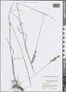 Ежа сборная L., Восточная Европа, Северо-Западный район (E2) (Россия)