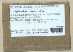 Lophocolea minor Nees, Гербарий мохообразных, Мхи - Северный Кавказ и Предкавказье (B12) (Россия)