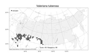 Valeriana tuberosa, Валериана клубненосная L., Атлас флоры России (FLORUS) (Россия)
