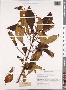 Henckelia longisepala (H. W. Li) D. J. Middleton & Mich. Möller, Зарубежная Азия (ASIA) (Вьетнам)