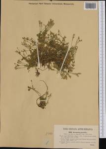 Arenaria gracilis Waldst. & Kit., Западная Европа (EUR) (Хорватия)