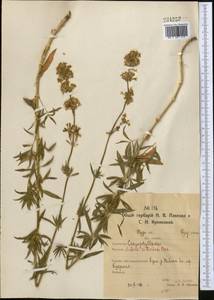 Смолевка сибирская (L.) Pers., Средняя Азия и Казахстан, Северный и Центральный Казахстан (M10) (Казахстан)