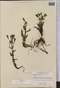 Petasites frigidus var. palmatus (Aiton) Cronquist, Америка (AMER) (Канада)