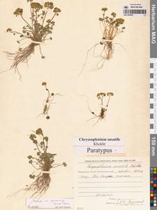 Селезеночник Райта щебнистый (Khokhr.) Vorosch., Сибирь, Чукотка и Камчатка (S7) (Россия)