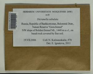 Dicranellopsis subulata (Hedw.) Bonfim Santos, Siebel & Fedosov, Гербарий мохообразных, Мхи - Башкортостан, Челябинская и Оренбургская области (B14) (Россия)