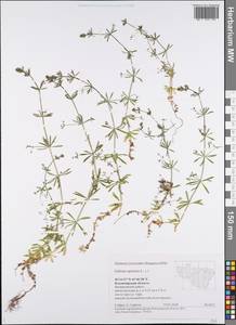 Подмаренник ложный L., Восточная Европа, Центральный район (E4) (Россия)