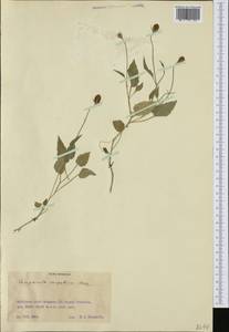 Campanula carpatica Jacq., Западная Европа (EUR) (Румыния)