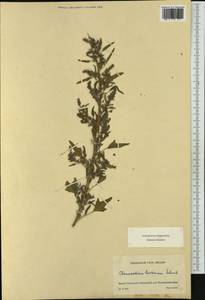 Chenopodium hircinum Schrad., Западная Европа (EUR) (Швейцария)