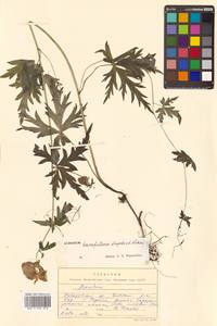 Aconitum karafutense subsp. karafutense, Сибирь, Дальний Восток (S6) (Россия)