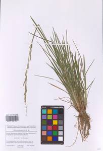 Манник плавающий (L.) R.Br., Восточная Европа, Московская область и Москва (E4a) (Россия)