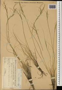 Ковыль восточный Trin., Монголия (MONG) (Монголия)