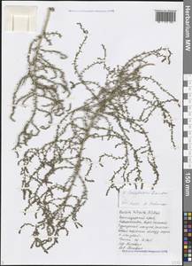 Spirobassia hirsuta (L.) Freitag & G. Kadereit, Кавказ, Черноморское побережье (от Новороссийска до Адлера) (K3) (Россия)