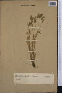 Anthoxanthum aristatum Boiss., Западная Европа (EUR) (Германия)