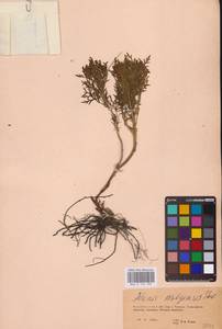 Горицвет волжский, Адонис волжский DC., Восточная Европа, Восточный район (E10) (Россия)