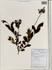 Ligustrum ovalifolium var. ovalifolium, Зарубежная Азия (ASIA) (Республика Корея)